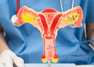 Private Gynecologist