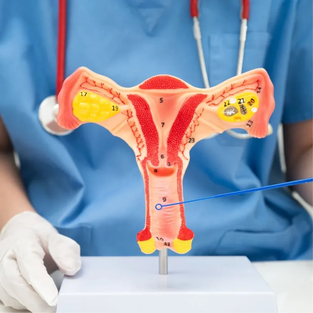 גניקולוגיה 1024x1024 1